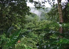 St. Vincent Jungle large001  Jungle
